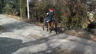 Bay Saddle Pony Riding Double [upl. by Helve665]