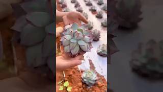 How to Harvest Succulents Like a Pro 多肉植物  다육이들  Suculentas plants [upl. by Gradey]