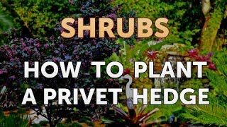 How to Plant a Privet Hedge [upl. by Roseann]