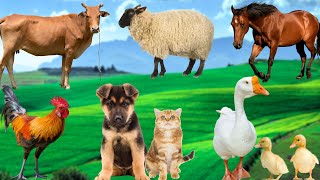 Farm Animal Sounds  Cows Sheep Ducks Dogs Cats  Animal Discovery [upl. by Derril]