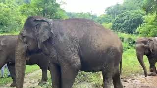 Three elder elephants Medu  Tud dao and Sai Thong are mudding spa in the jungle EleFlix [upl. by Gyasi]