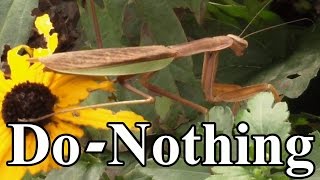 Toward a DoNothing Gardening pt 5 Organic Pest Management Lazy Gardening [upl. by Ratep]