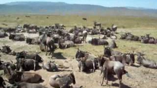 Tansania Gnu Herde im Ngorongoro Krater [upl. by Elleahcim]