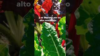 ✅5 Beneficios de la ACELGA saludybienestar sabiasque saludable verduras [upl. by Yadrahs]