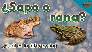 ¿Sapo o rana Y ¿Cuál es la diferencia [upl. by Recnal282]