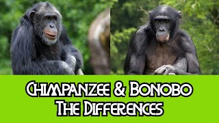 Chimpanzees amp Bonobos  The Differences [upl. by Neetsuj]