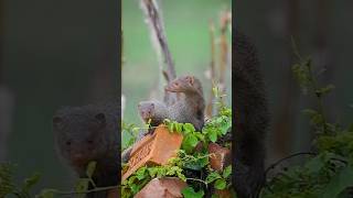 Mongoose The Most Unbelievable Animal🦨sgorts wildlife [upl. by Feil]