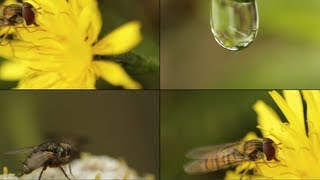 How to Shoot Super Macro with Canon kit Lens 1855mm [upl. by Naugal]