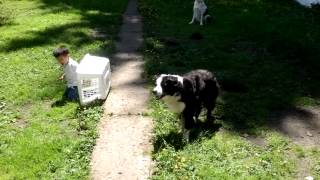 Border Collie Herding Toddler [upl. by Aicenev347]