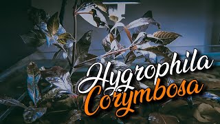 🌀 Hygrophila Corymbosa 🌿 Versión Emergida 🍂  VIDEO FICHA🎥 [upl. by Persons]