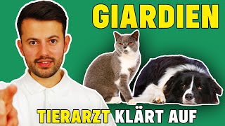 Giardien bei Hund und Katze  Was tun bei Giardiose [upl. by Anaibaf]