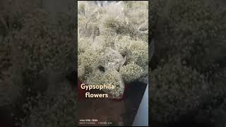 Gypsophila flowers videos [upl. by Petunia]