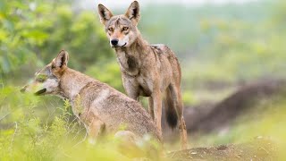 Nikon D500  BEST Way to Use Single Point Focus for Wildlife Photography [upl. by Azrim524]