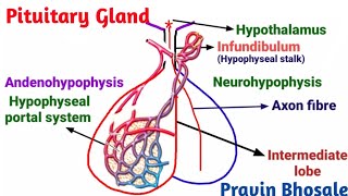 Structure of Pituitary gland  Adenohypophysis  Neurohypophysis  Pravin Bhosale [upl. by Rosco]