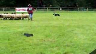 Sheep Herding Training [upl. by Myra]