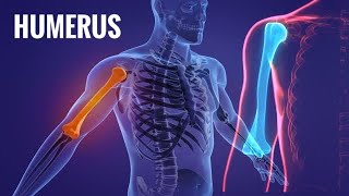 HUMERUS  Bones of Upper Limb  Anatomy Simplified [upl. by Nylla]