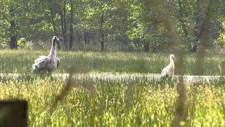 Vroege Vogels  Kraanvogel en ooievaar [upl. by Braden]