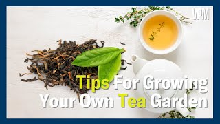 Tips to Grow your own SpecialTea Garden [upl. by Eisenberg]