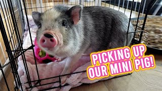 Bringing Our Baby quotMini Pigquot Home 🐽  KristenLeannimal [upl. by Marvin]