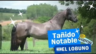 CABALLO CRIOLLO  TAÑIDO NOTABLE en BRASIL🇧🇷 [upl. by Now]