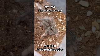 버건디 골리앗 탈피부절 하나 생겼지만 무사히 탈피 완료  Theraphosa stirmi  goliath biredeater tarantula  버건디 골리앗 버드이터 [upl. by Dermot655]