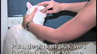 comment procéder à un brossage des dents dun chat [upl. by Chiou]