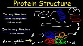 Protein Structure  Primary Secondary Tertiary amp Quarternary  Biology [upl. by Corsiglia]