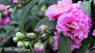 How to Flower Camellias in Containers [upl. by Aerdnaz]