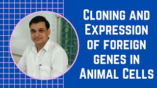 Cloning and expression of foreign genes in animal cells  Over production of proteins [upl. by Nodnarg]