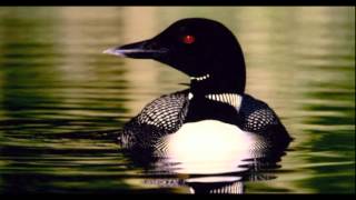 LOON SOUND EFFECT IN HIGH QUALITY [upl. by Atiram866]