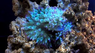 Green Bubble Tip Anemone Feeding [upl. by Eityak646]