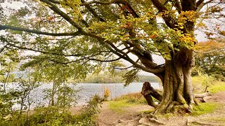 Autumn Leaves  Grasmere Lake [upl. by Alleunamme]