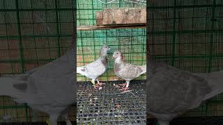 Van Der ESPT Racing Pigeon from biggest pigeon shop birds bioresearch pigeon kalapatids [upl. by Brennan]