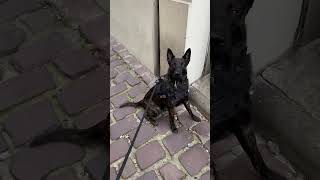 Drug Sniffing Dog Smells Something  ViralHog [upl. by Larok]