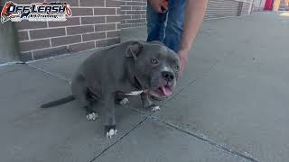 Brutus  8 Year Old Staffordshire Terrier  Best Dog Trainer Cleveland Ohio [upl. by Minette876]