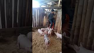 Cama profunda para los cerdos 🐖🇨🇴💯 [upl. by Rotce]