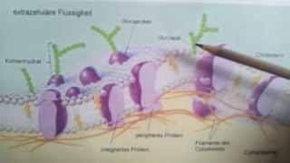 Biologie biomembran  wie eine biomembran funktioniert [upl. by Epstein]