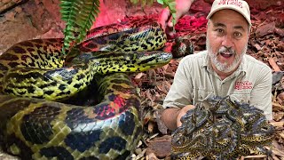 OUR GIANT ANACONDA GAVE LIVE BIRTH 😱 [upl. by Adiraf840]