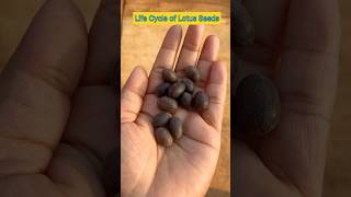 Life Cycle of Lotus Seeds in 14 Seconds shorts lotusseed ytshorts viral shortfeed plants [upl. by Otrevlig]