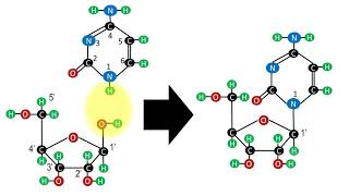 Biochemistry  Structure of nucleotides and nucleosides [upl. by Areic]