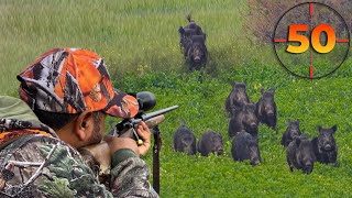 TOP 50 WILD BOAR SHOTS MOST EXCITING HUNTING SCENES hunting hog [upl. by Levitus]