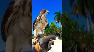 Vuelo al guante con Gavilan Bobo Buteo platypterus [upl. by Rednazxela658]