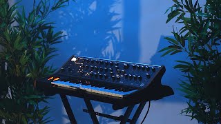 Moog Subsequent 37 Presets for House amp Techno Synthique Sounds [upl. by Noimad]