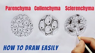 How to Draw Parenchyma Collenchyma and Sclerenchyma [upl. by Dickie685]