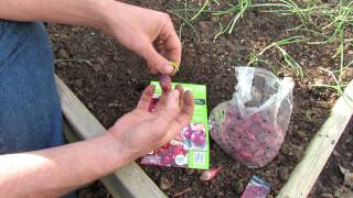 How to Plant Onion Sets  Spacing Matters 4 inches for Full Sized Onions  MFG 2014 [upl. by Cirnek]