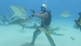 Bahamas Shark Arena 2  Nassau Stuart Coves Diving [upl. by Yrrem]