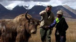 Madventures II  Tibet  Yak bloopers [upl. by Nrehtac254]