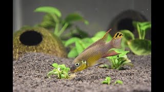 Pelvicachromis Taeniatus Kienke [upl. by Itnavart]