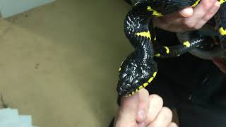 Mangrove snake What a beauty [upl. by Able]