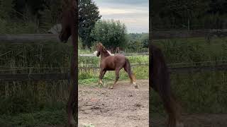 Rosilady ML playing outside  3 yo Gelders mare by Edmundo x Democraat [upl. by Adelina]